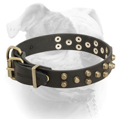 Brass plated hardware for leather American Bulldog collar
