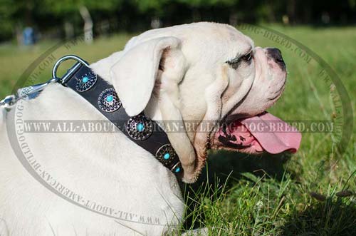 Leather American Bulldog collar with beautiful blue stones