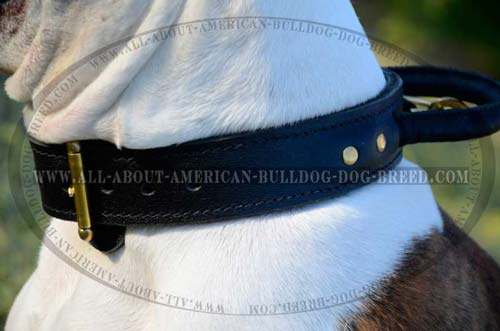 Reliable brass buckle and rivets for extra durability of leather American Bulldog collar