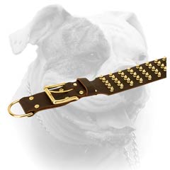 Leather American Bulldog collar with brass plated hardware