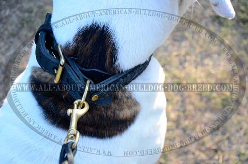 Rust resistant brass D-ring for leash attachment for American Bulldog collar