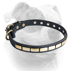 Rust proof brass plated hardware for American Bulldog collar