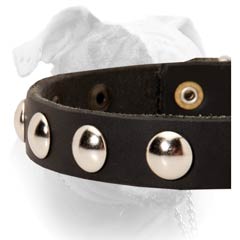 Elegant leather collar with half-ball nickel studs for American Bulldog