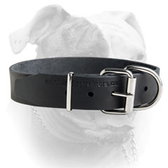 Reliable nickel hardware for leather American Bulldog collar