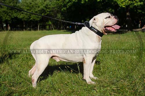 Special ID-tag for engraving your contact details for American Bulldog collar