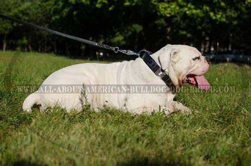 Fancy design nickel plates for leather American Bulldog collar