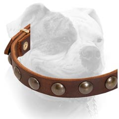 Leather American Bulldog collar with luxury brass half-balls