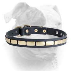 Elegant horizontal plates for American Bulldog collar