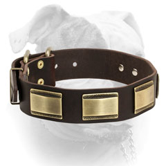 Brass plated D-ring for attaching a leash for leather American Bulldog collar