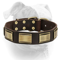 Extra wide leather American Bulldog collar with stylish massive brass plates