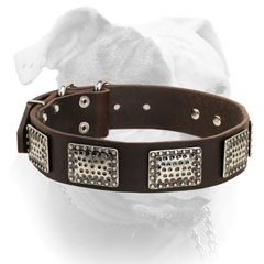 Securely riveted strong leather American Bulldog collar