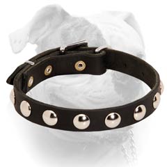 Leather American Bulldog collar with nickel plated hardware