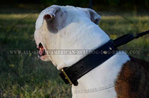 Super strong reliable handle for leather American Bulldog collar