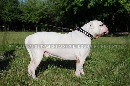 Vertical brass plates for American Bulldog collar