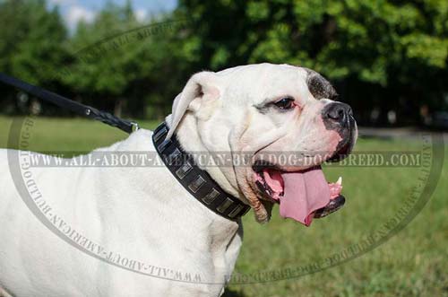 Stylish vertical nickel plates for American Bulldog collar