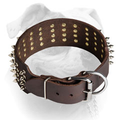 Nickel hardware and rivets for American Bulldog collar