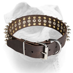 Rust resistant nickel hardware for American Bulldog collar