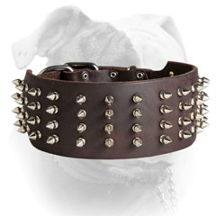 4 rows of spikes for American Bulldog collar