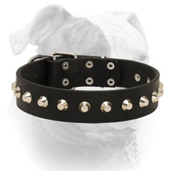 American Bulldog collar with cones
