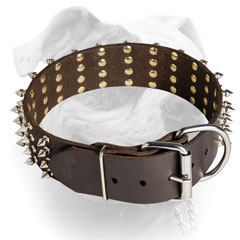 Rust proof hardware for American Bulldog collar