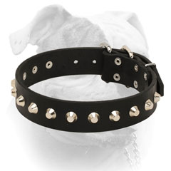 Walking leather American Bulldog collar
