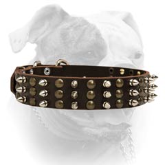 Nickel plated fittings for leather American Bulldog collar