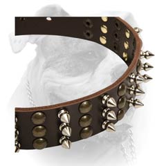 Leather American Bulldog collar decorated with spikes and studs