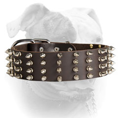 Spiked American Bulldog collar
