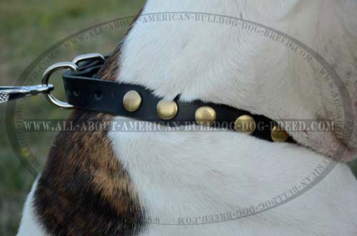 Thick Decorated Leather Collar For American Bulldog