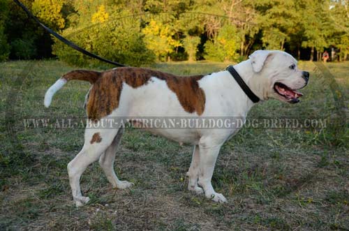 Black Leather Choke Collar With Original Decoration For  American Bulldog