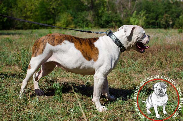 Long-lasting leather collar for American Bulldog