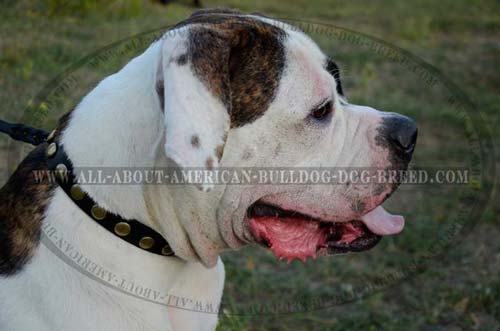 Thick Decorated Leather Collar For American Bulldog