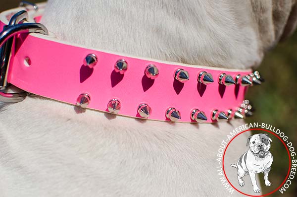 Shining nickel plated spikes on pink American Bulldog collar