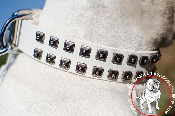 Square dotted studs on white American Bulldog collar