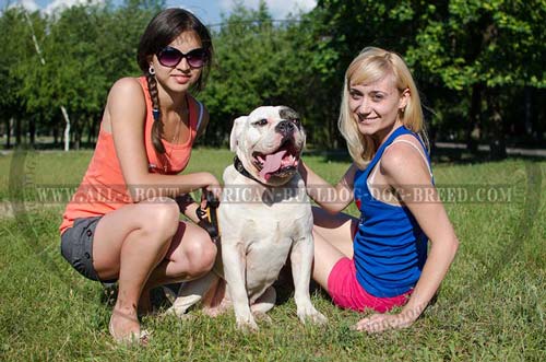 Extra wide nylon American Bulldog collar for walking