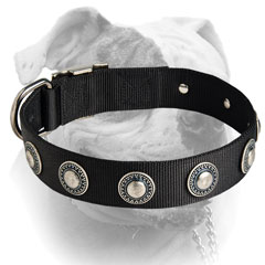 Reliable nickel plated hardware for nylon American Bulldog collar