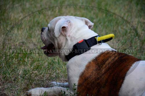 Nylon American Bulldog collar with easy quick release buckle