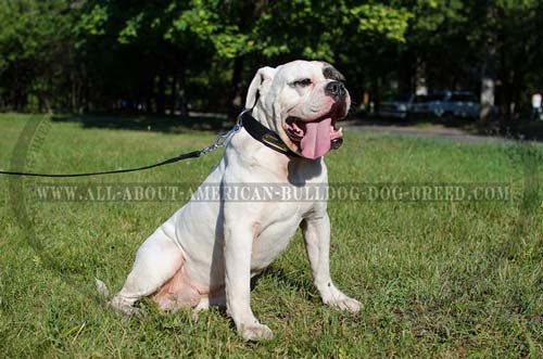 Comfortable nylon American Bulldog collar with ID-tag