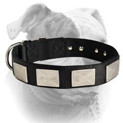 Awesome silver-like massive nickel plates for American Bulldog collar