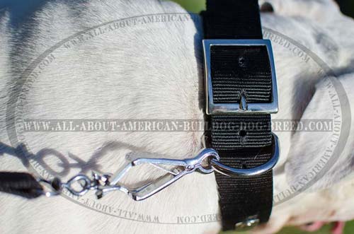 Nickel plated hardware for nylon American Bulldog collar