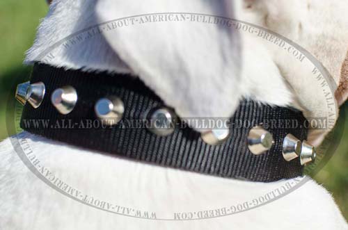 Nickel plated pyramids for nylon American Bulldog collar