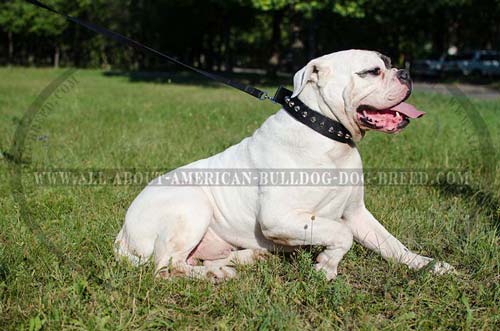 Perfect fit walking nylon collar for American Bulldog
