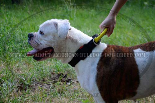 Durable strong handle for nylon American Bulldog collar