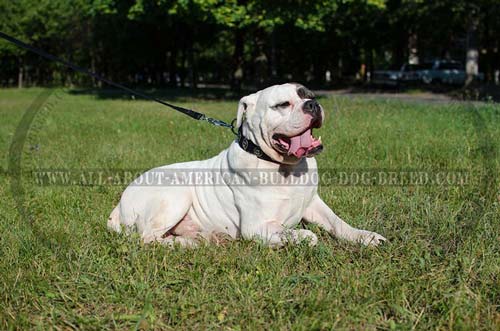 Stylish nylon American Bulldog collar with silver conchos