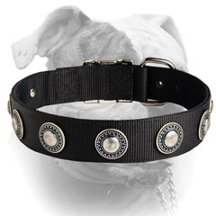 Nylon American Bulldog collar with luxury silver conchos