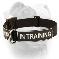 Identity Nylon Collar For American Bulldog