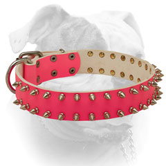 Securely riveted spikes and nickel hardware for leather American Bulldog collar