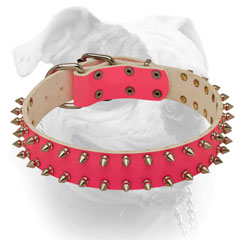 Pink leather American Bulldog collar with 2 rows of nickel spikes