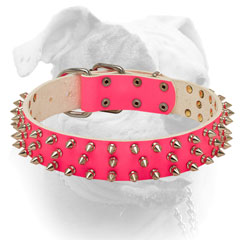 Pink leather American Bulldog collar with nickel plated fittings