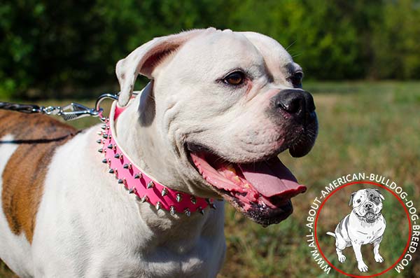 Elegant pink leather American Bulldog collar